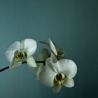 Orchidee