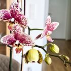 Orchidee