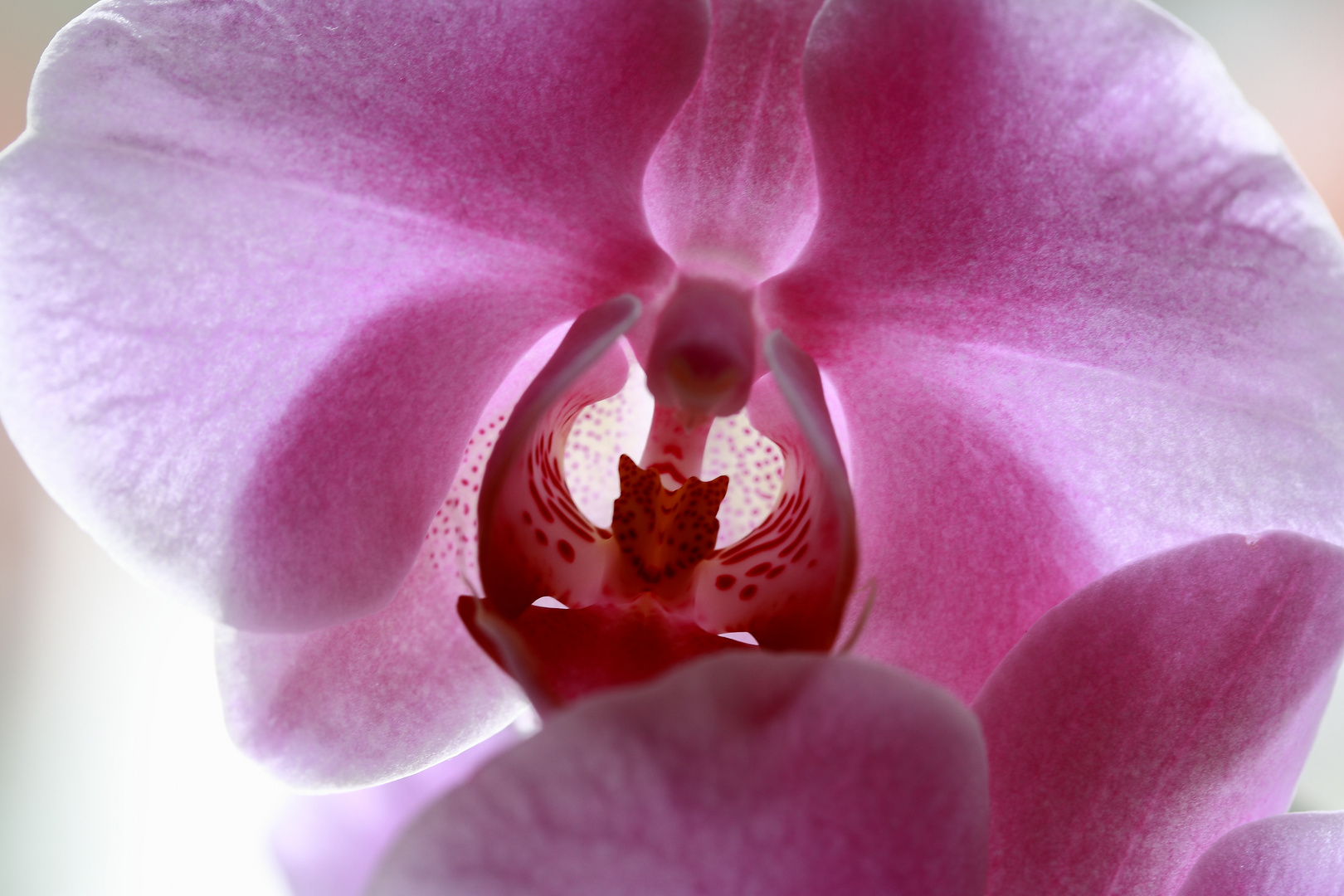 Orchidee