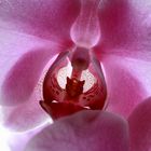 Orchidee