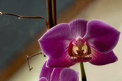Orchidee