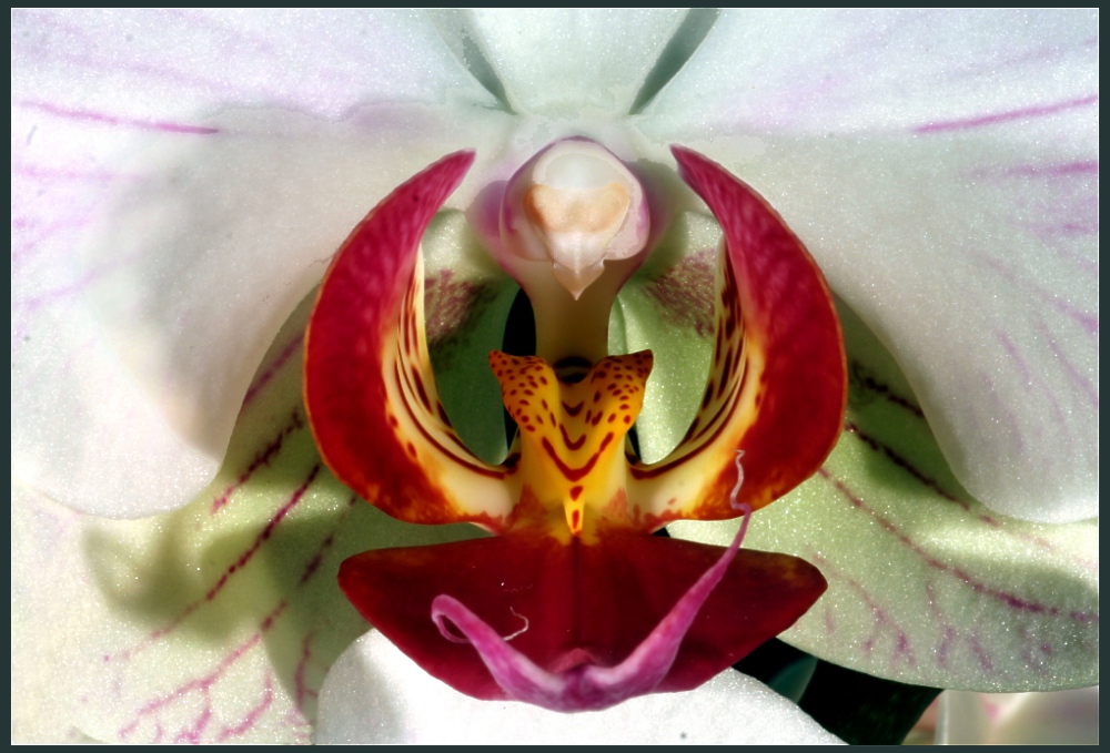 Orchidee