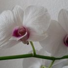 Orchidee