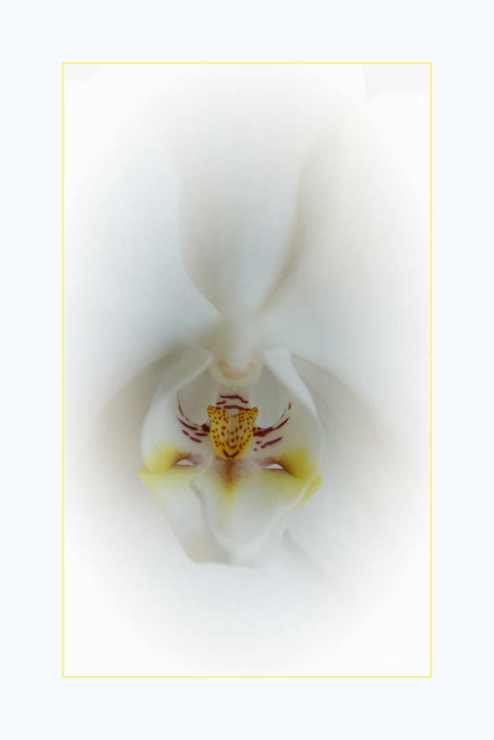 -Orchidee-