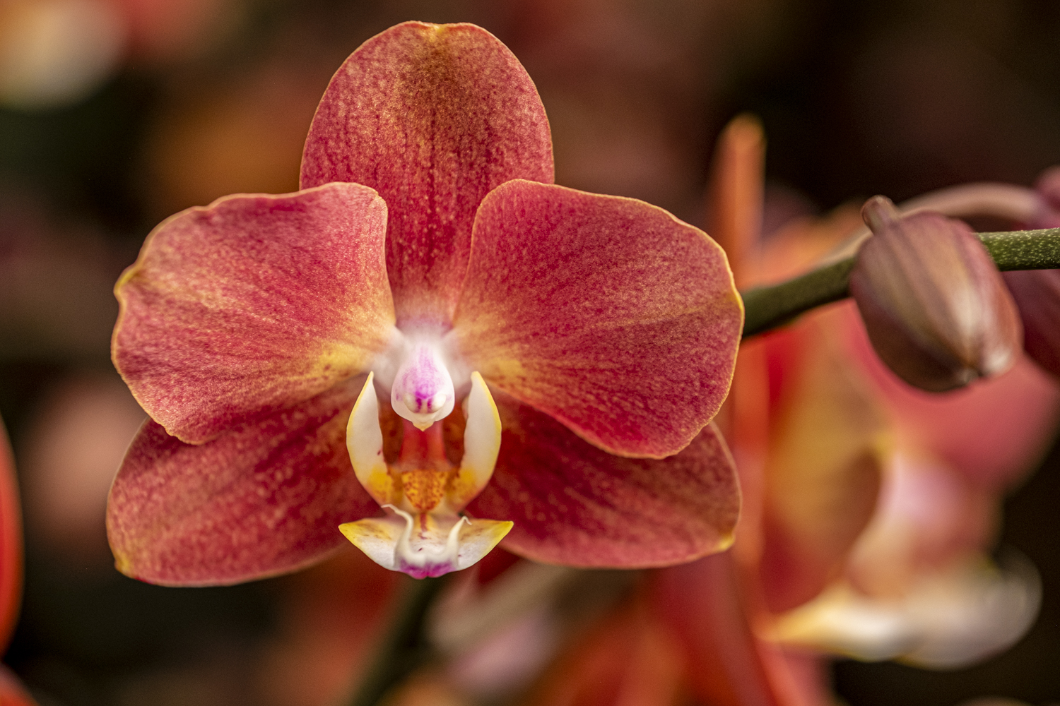 Orchidee: