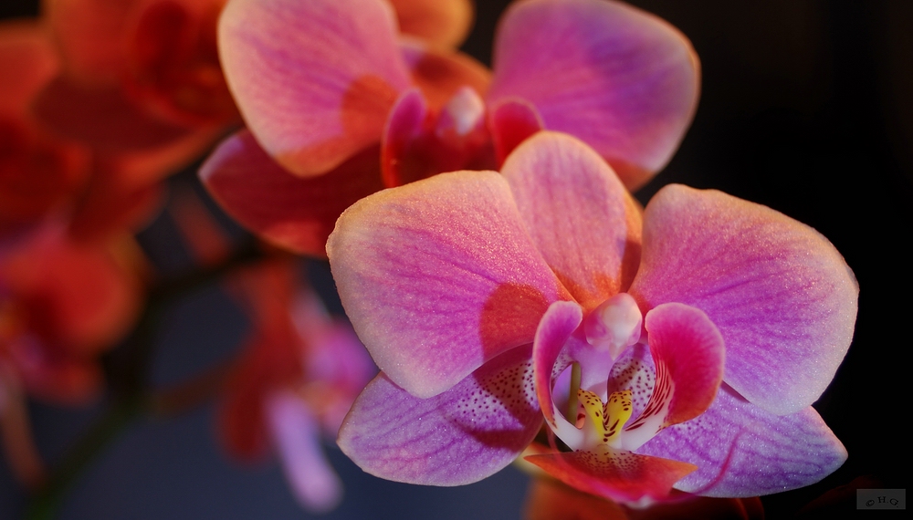 Orchidee