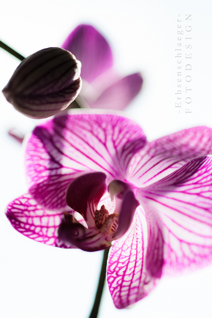 Orchidee