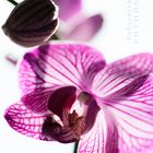 Orchidee