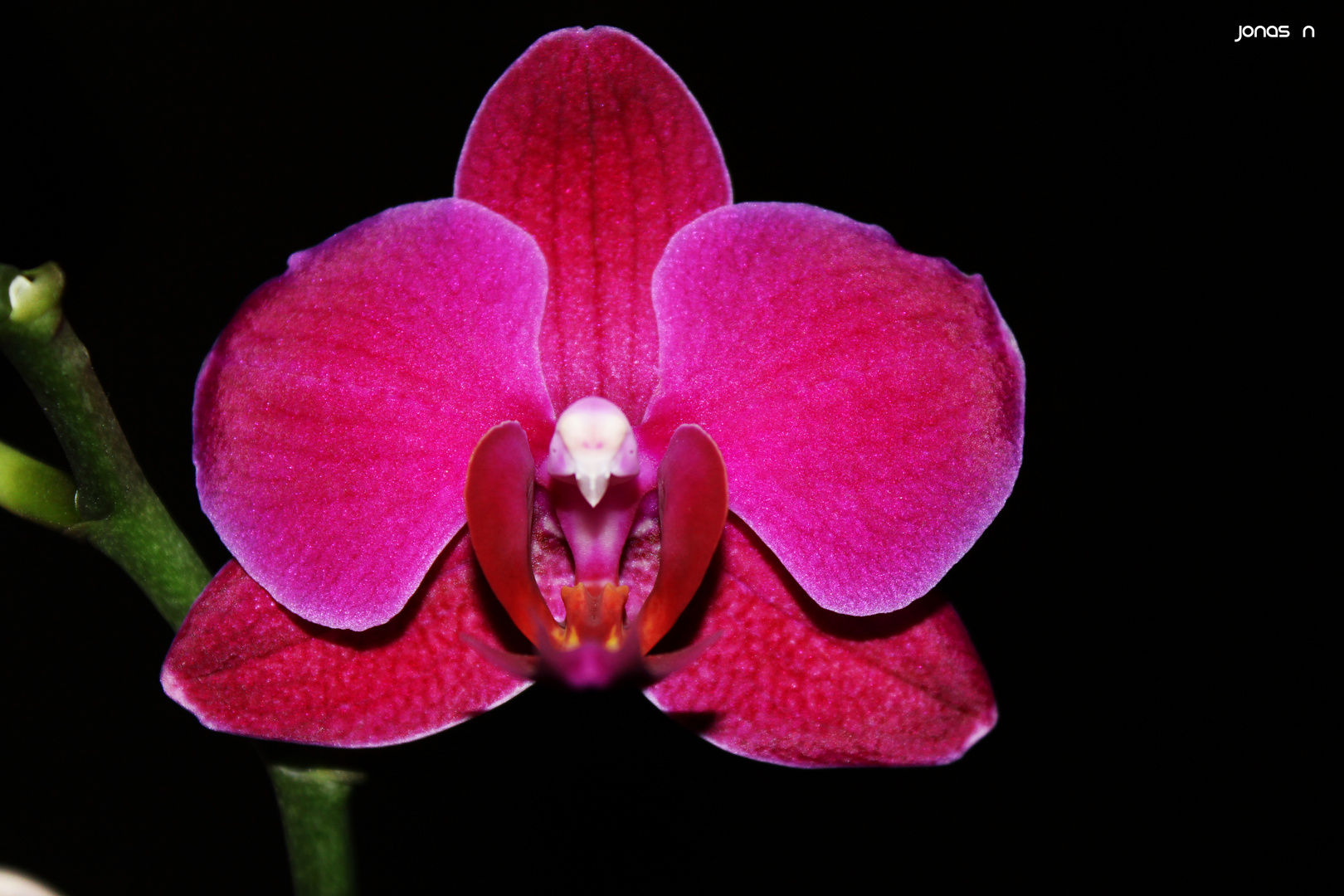 Orchidee