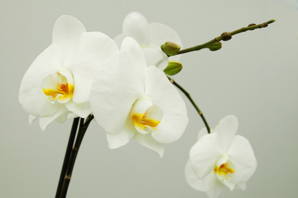 Orchidee