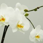 Orchidee