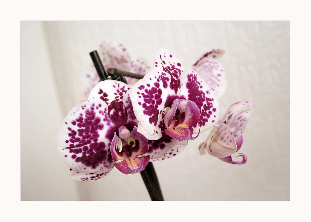 Orchidee