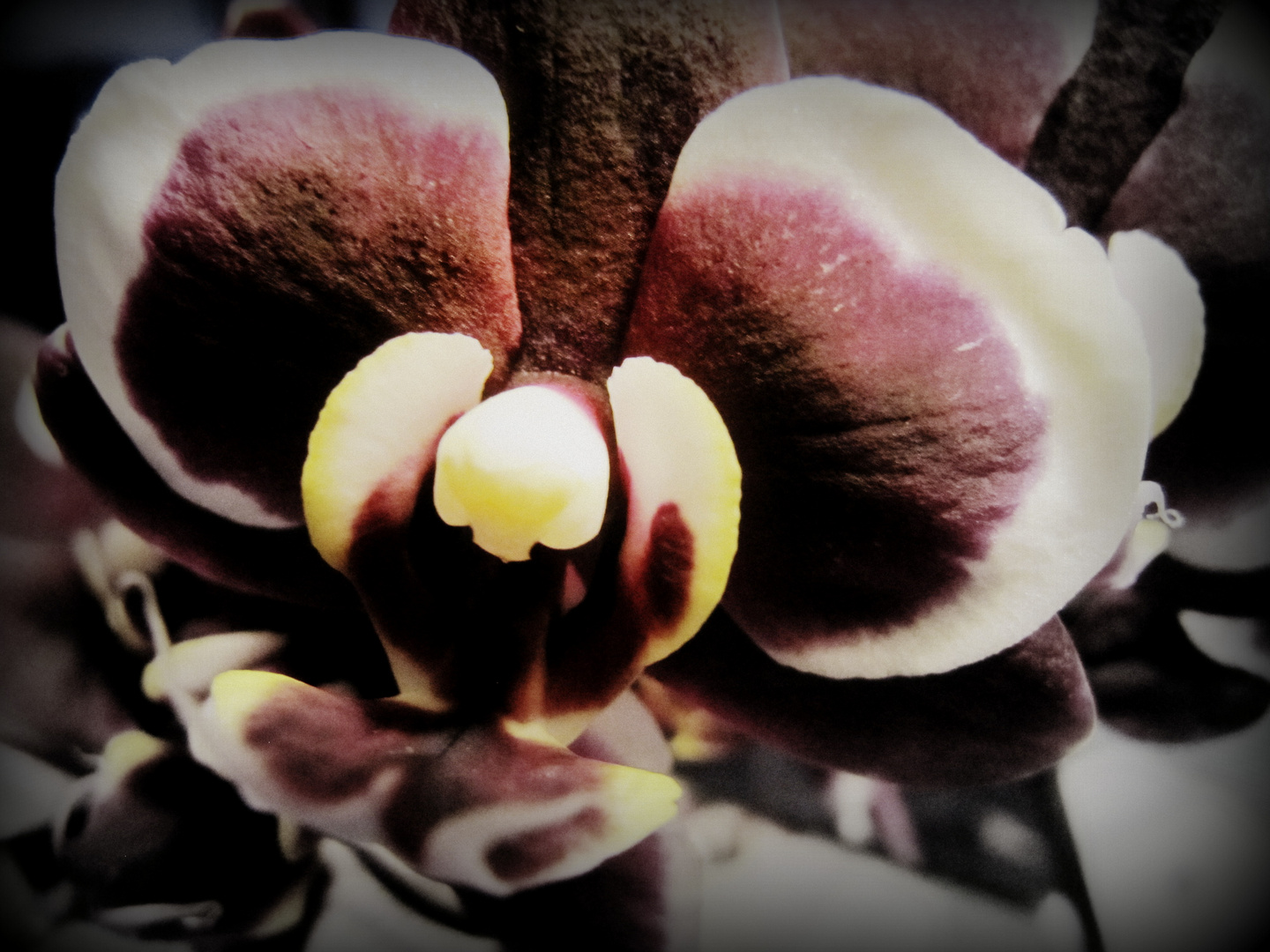 Orchidee