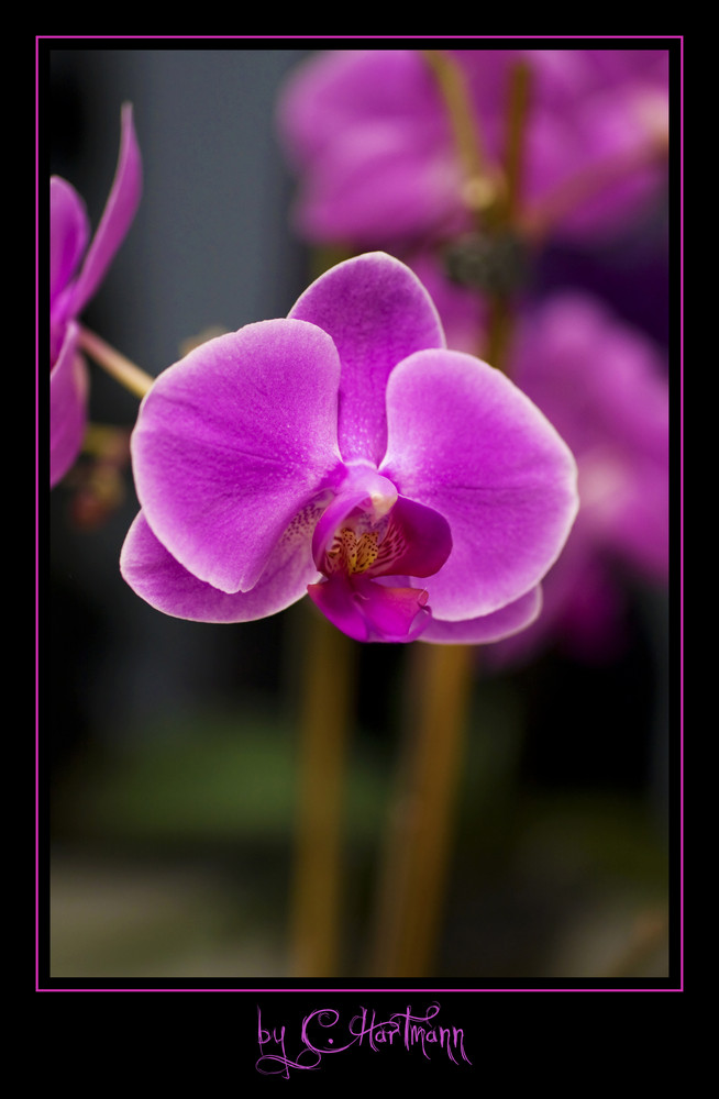 Orchidee