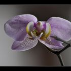 Orchidee