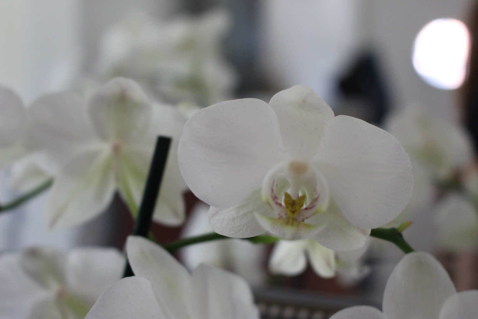 Orchidee