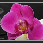 Orchidee......