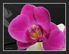 Orchidee......