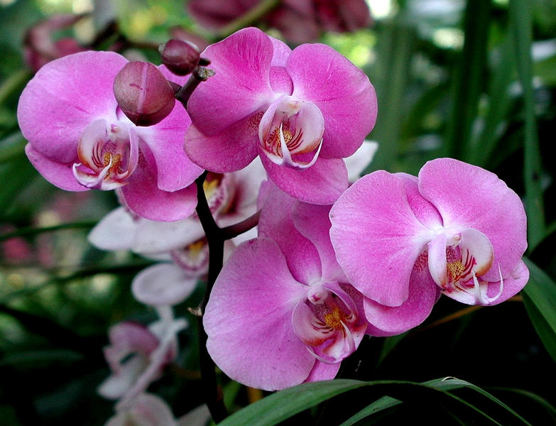 Orchidee