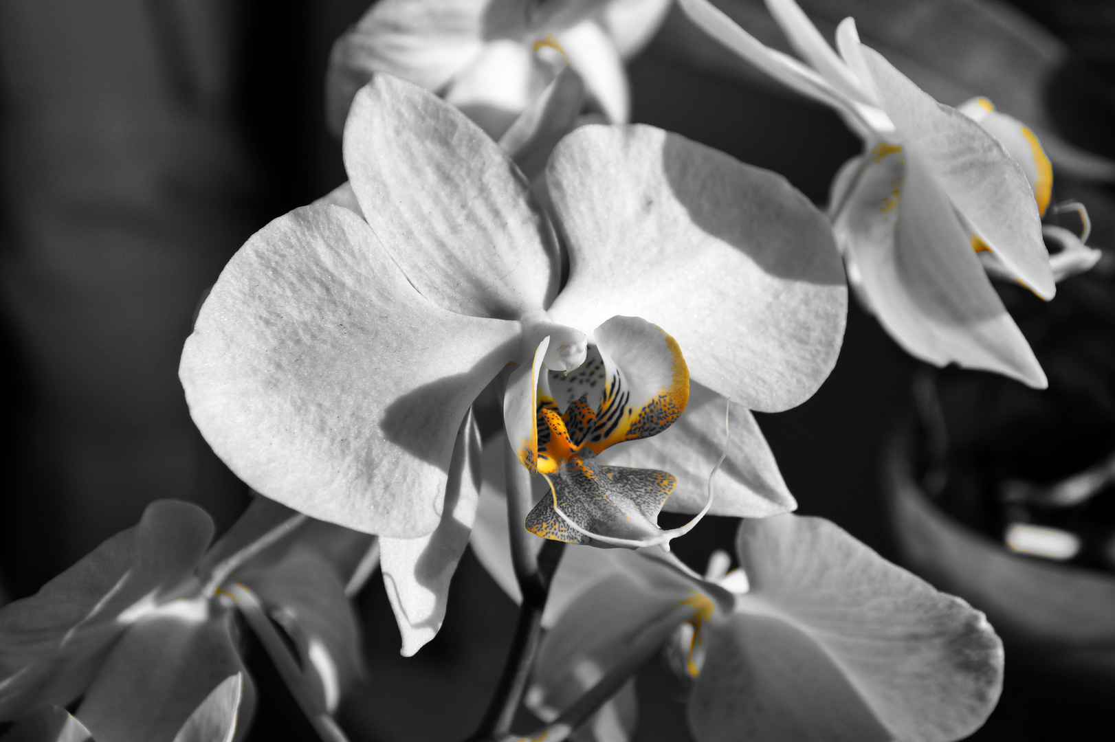 Orchidee