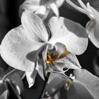 Orchidee