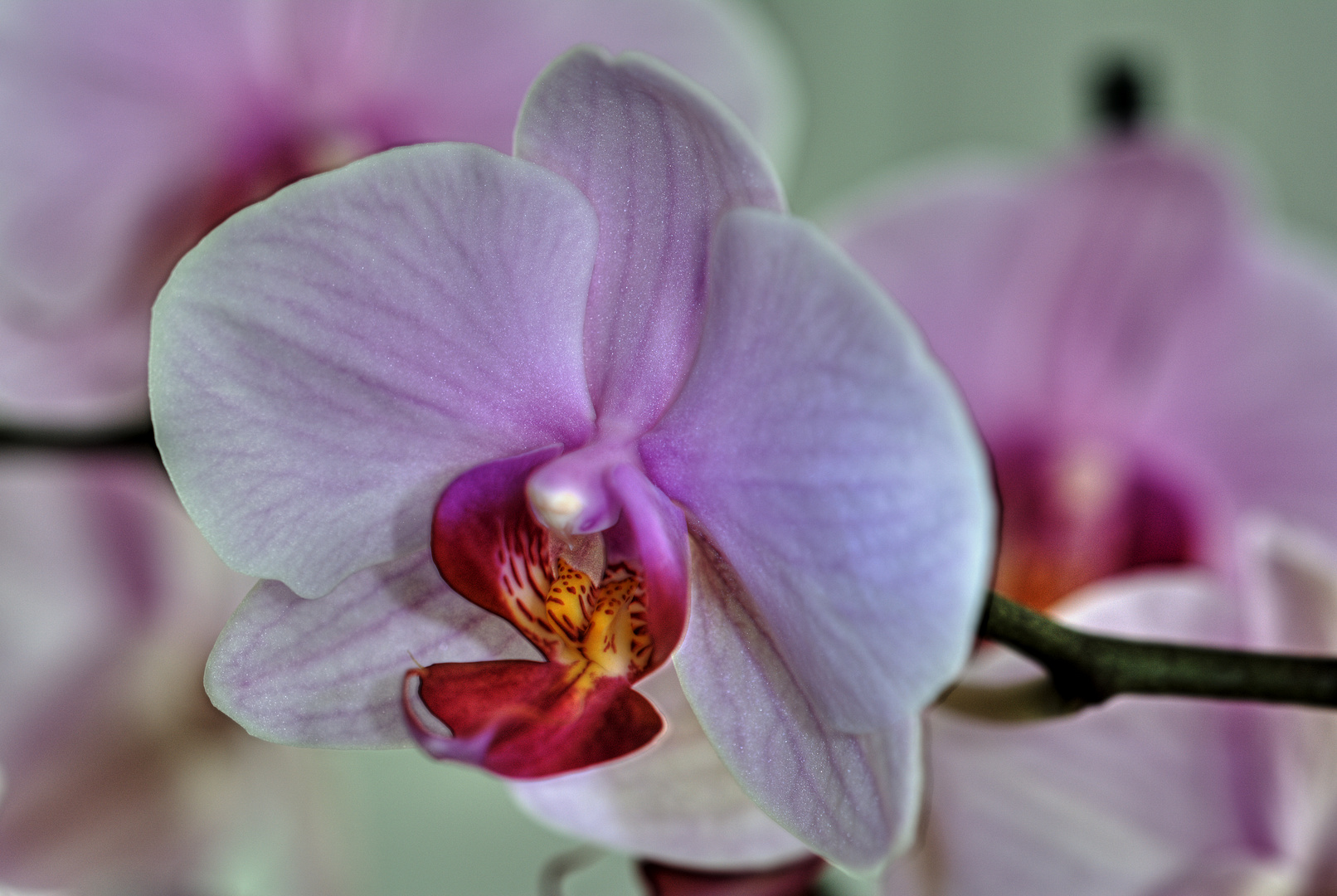 Orchidee