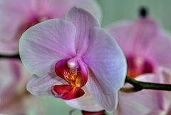 Orchidee