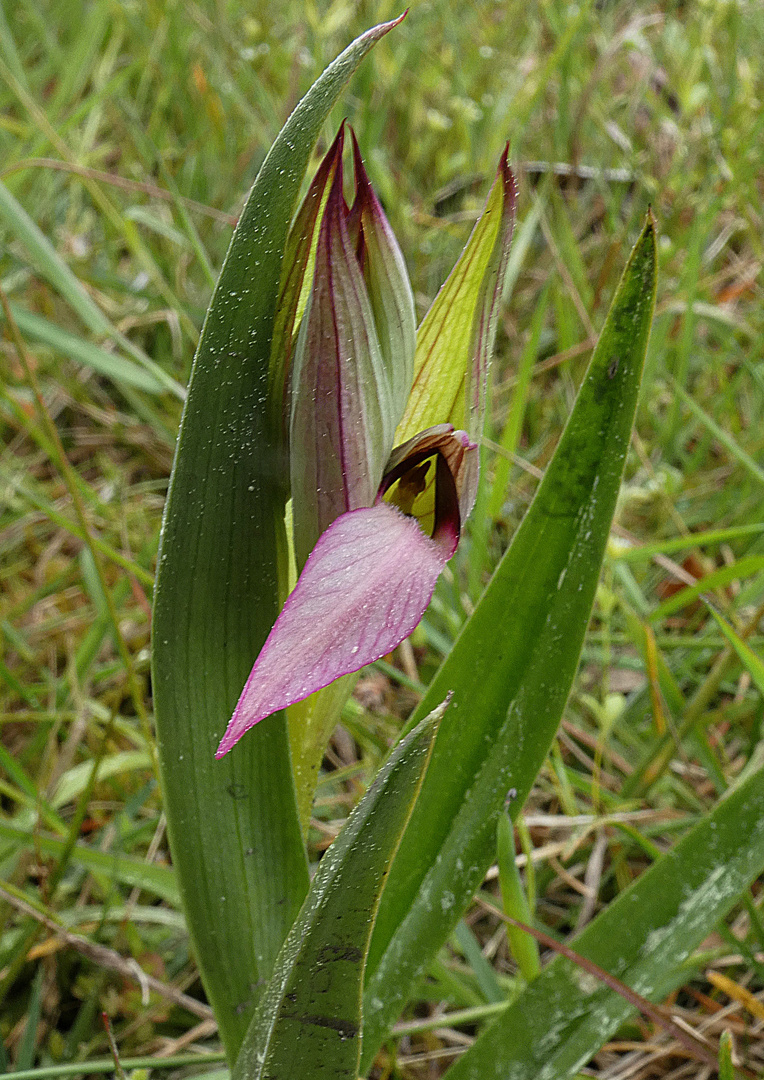 Orchidée