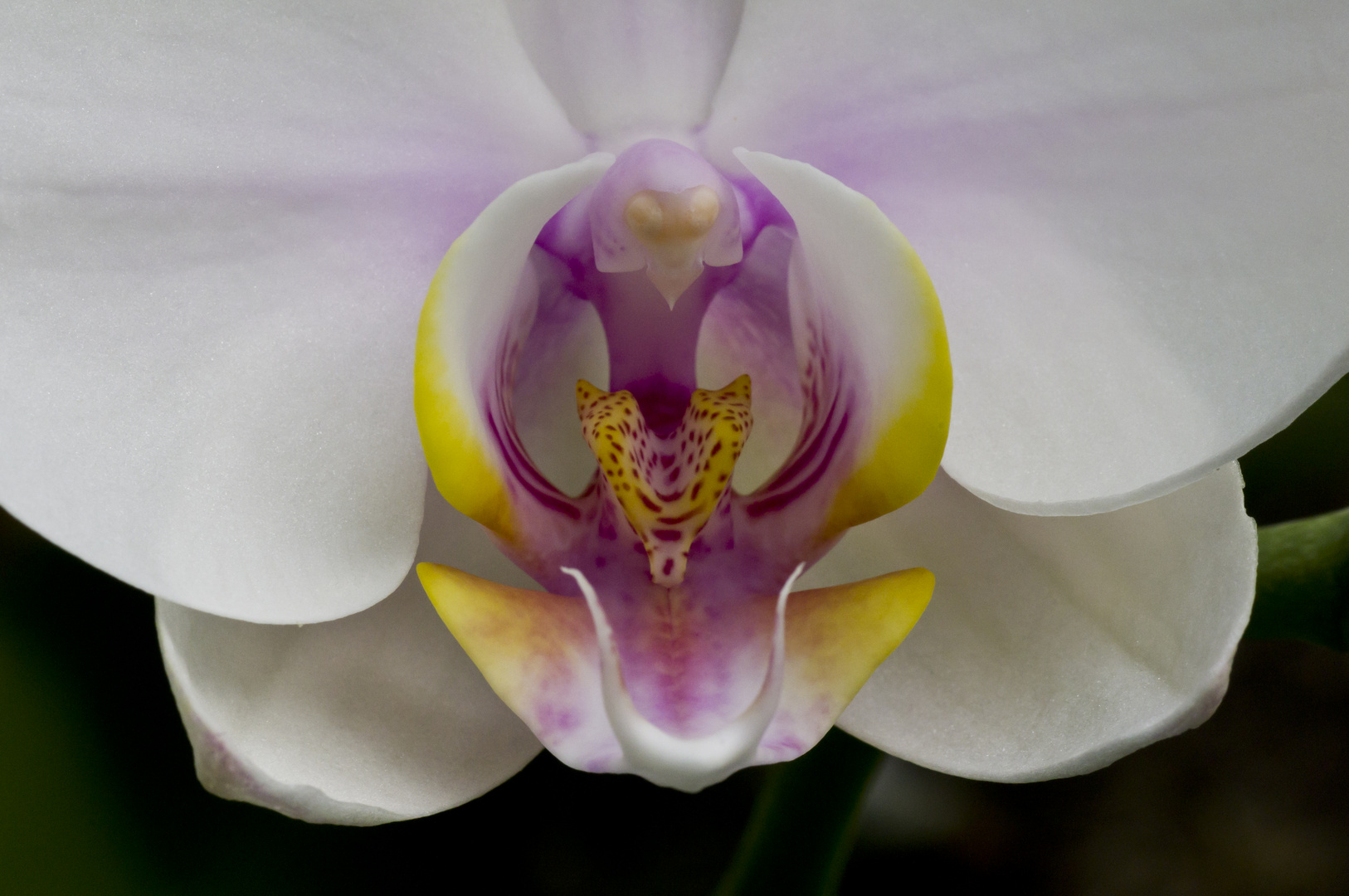 Orchidee