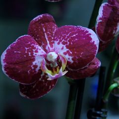 Orchidee 7