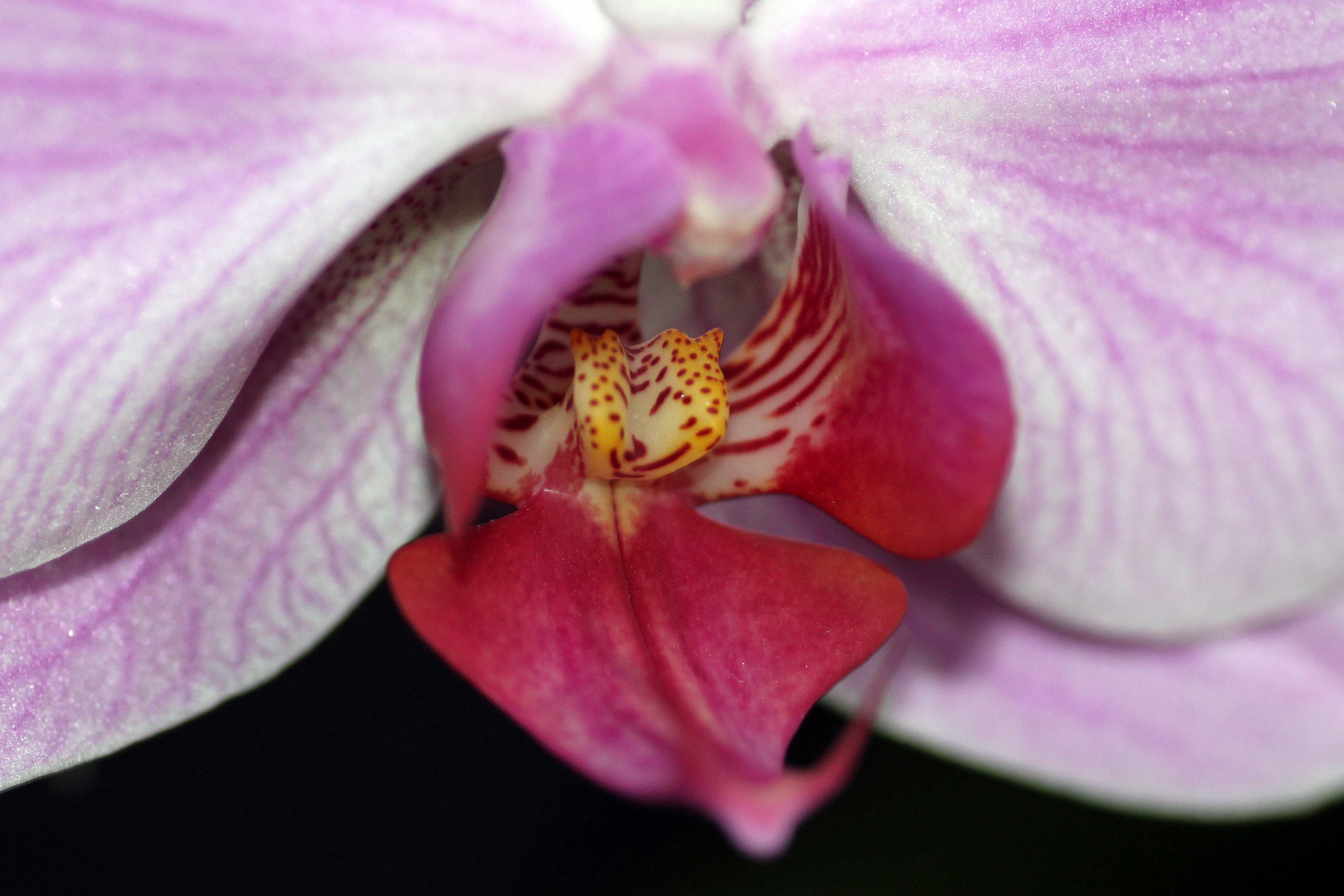 Orchidee (7)