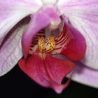 Orchidee (7)