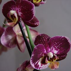 Orchidee 7