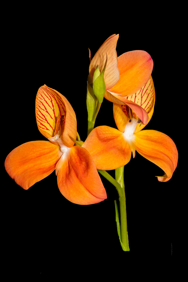Orchidee 7