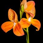 Orchidee 7