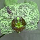 Orchidee-7