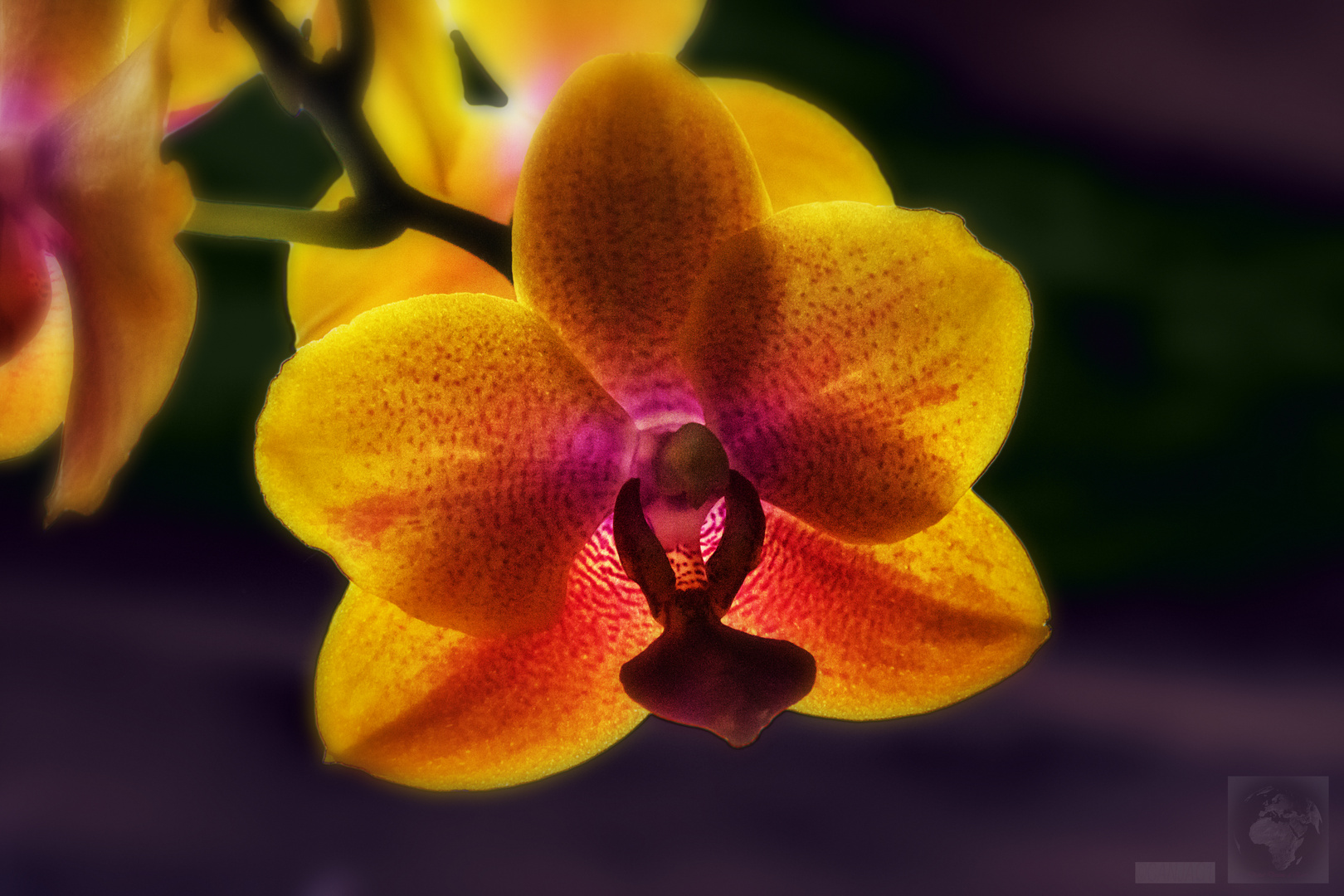 Orchidee