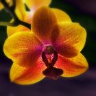 Orchidee