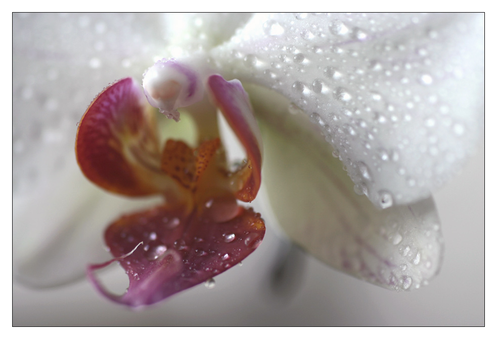 Orchidee