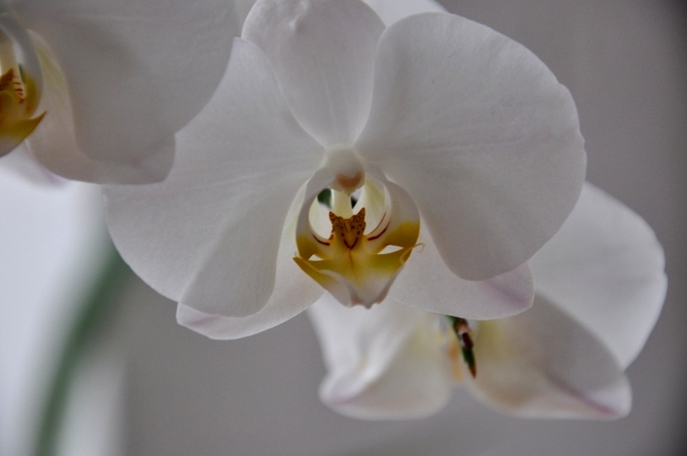 orchidee.....