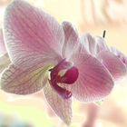 Orchidee