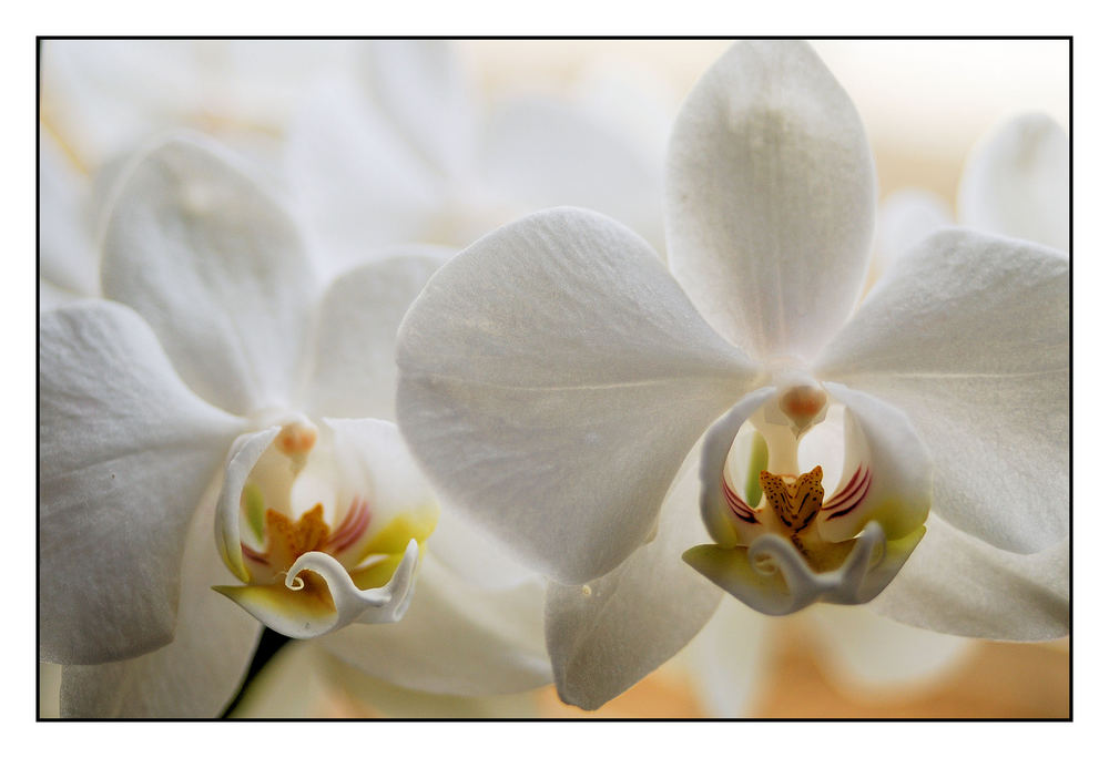 Orchidee (70mm)