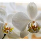 Orchidee (70mm)