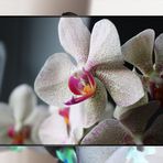 Orchidee