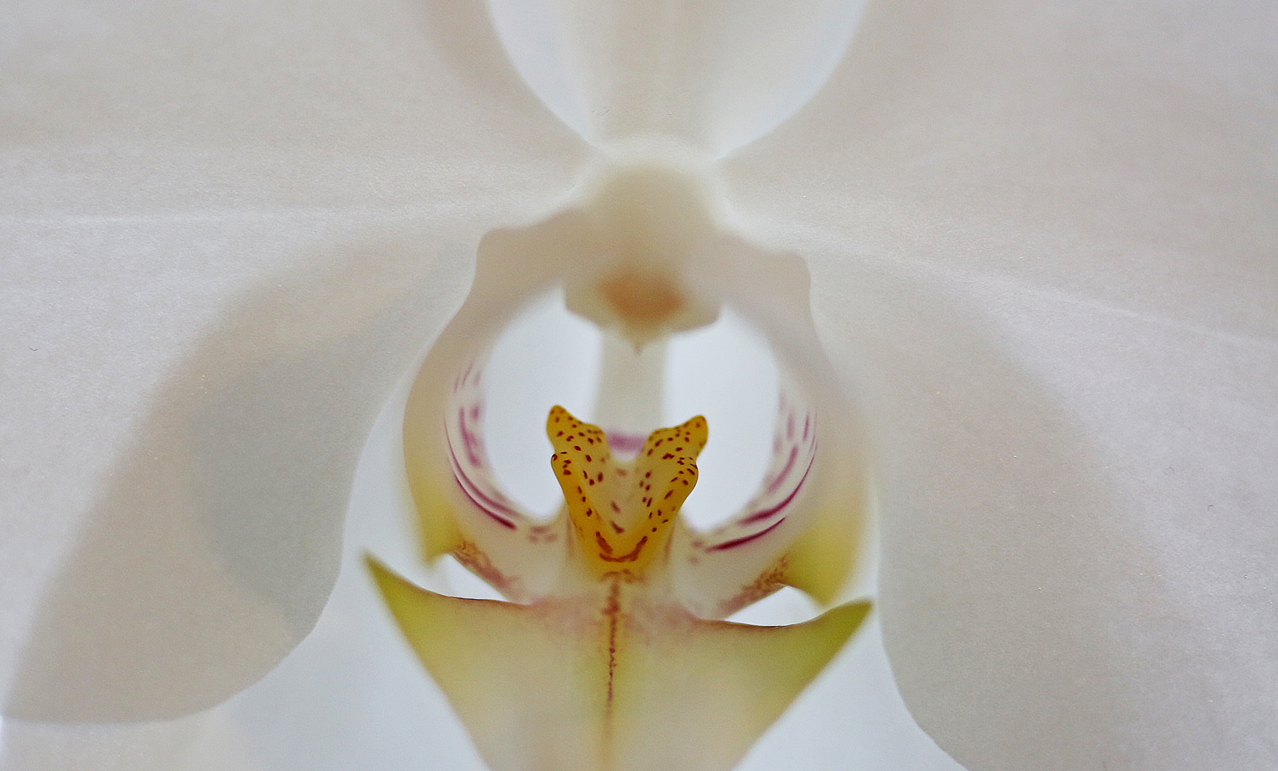 Orchidee