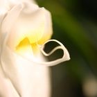 Orchidee