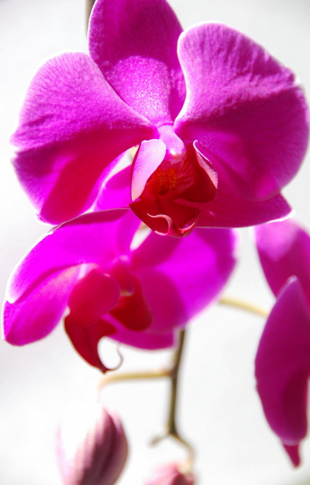 Orchidee