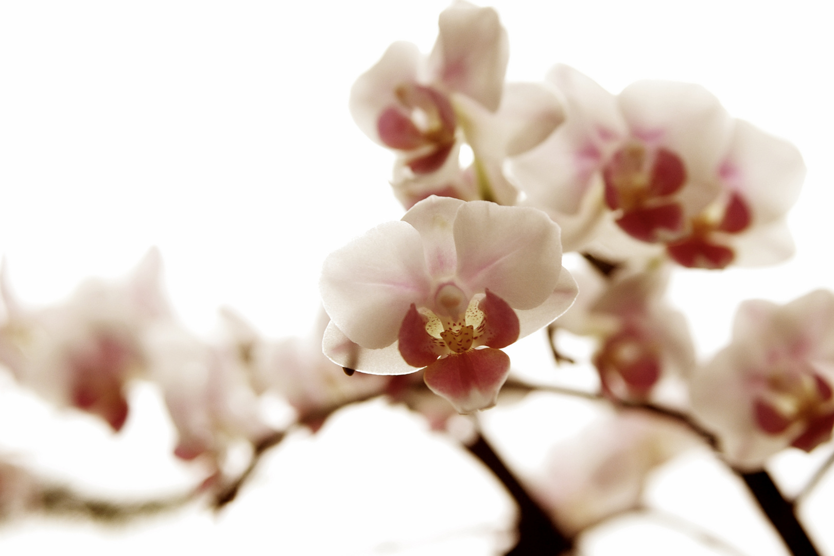 orchidee