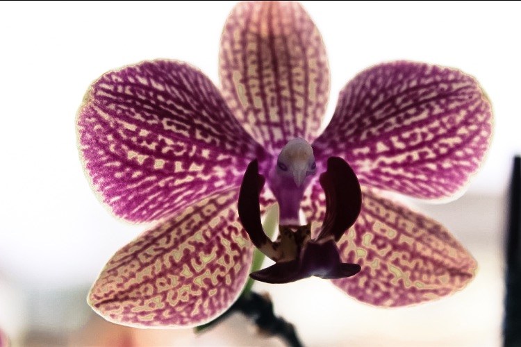 Orchidee