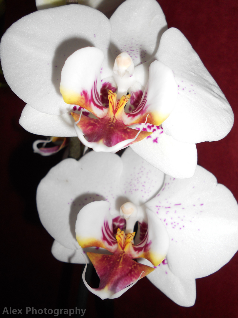 Orchidee